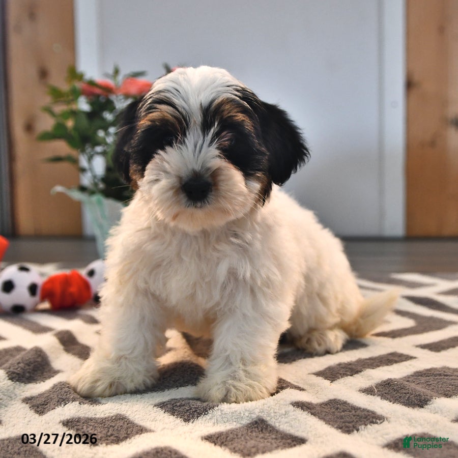 Biewer Terrier dogs Brenda - Ad 1