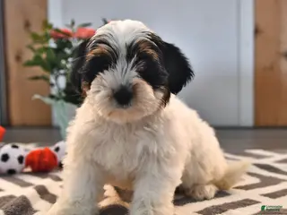 Biewer Terrier dogs for sale: Brenda - Ad 1