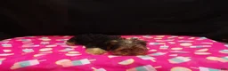 Yorkshire Terrier dogs for sale: Summer - Ad 3