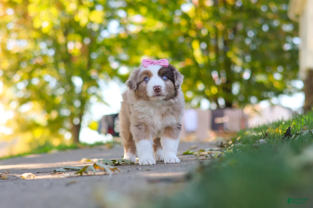 Miniature Australian Shepherd dogs for sale: Chaos - Ad 1