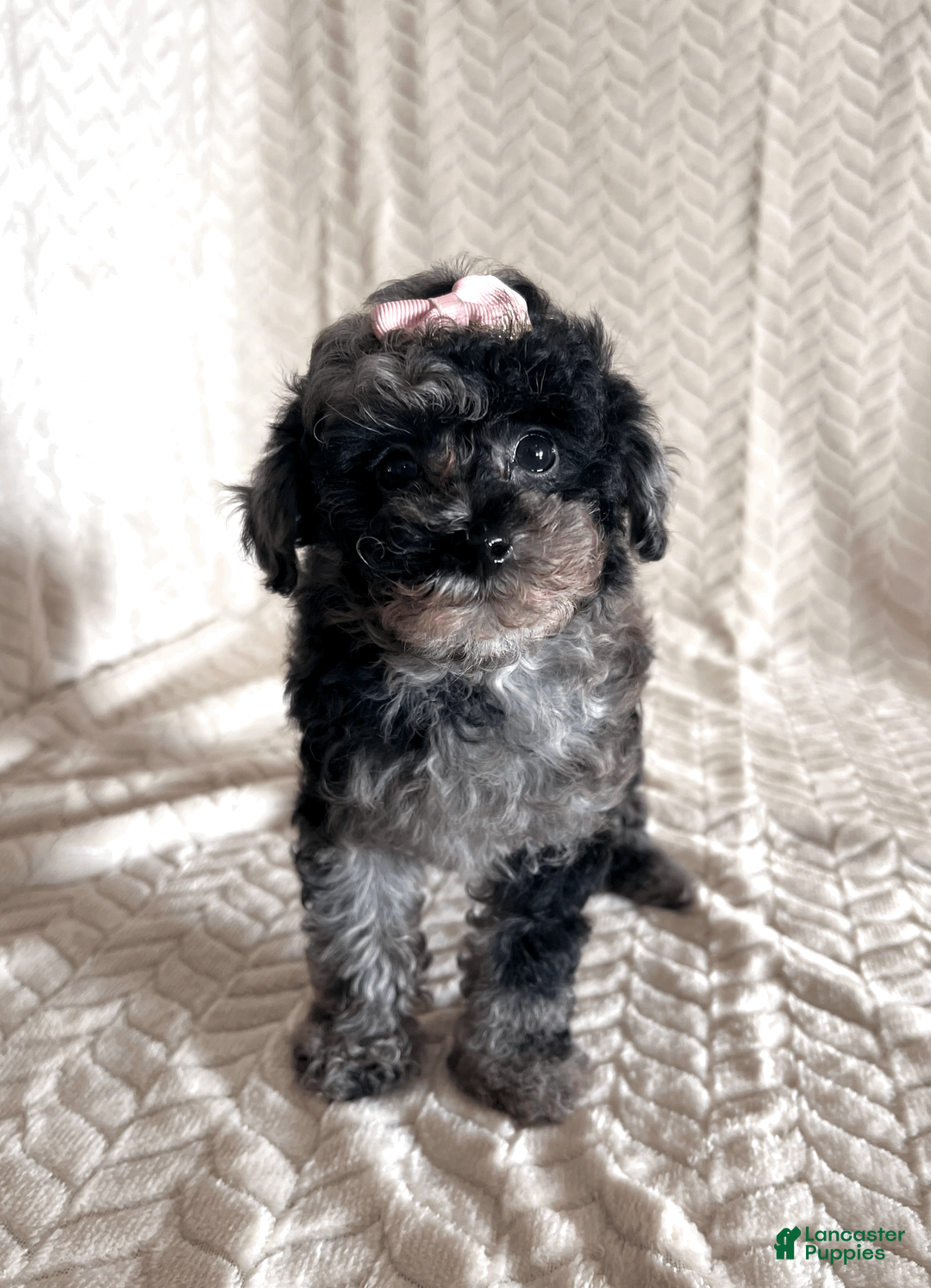 Toy Poodle dogs for sale: Lilly - Ad 18