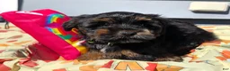Yorkiepoo dogs for sale: Simon - Ad 4