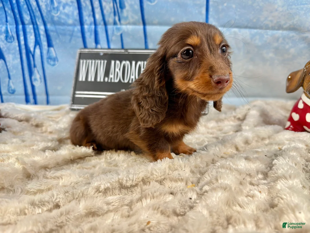 Dachshund dogs for sale: Chocolate mini long coat - Ad 5