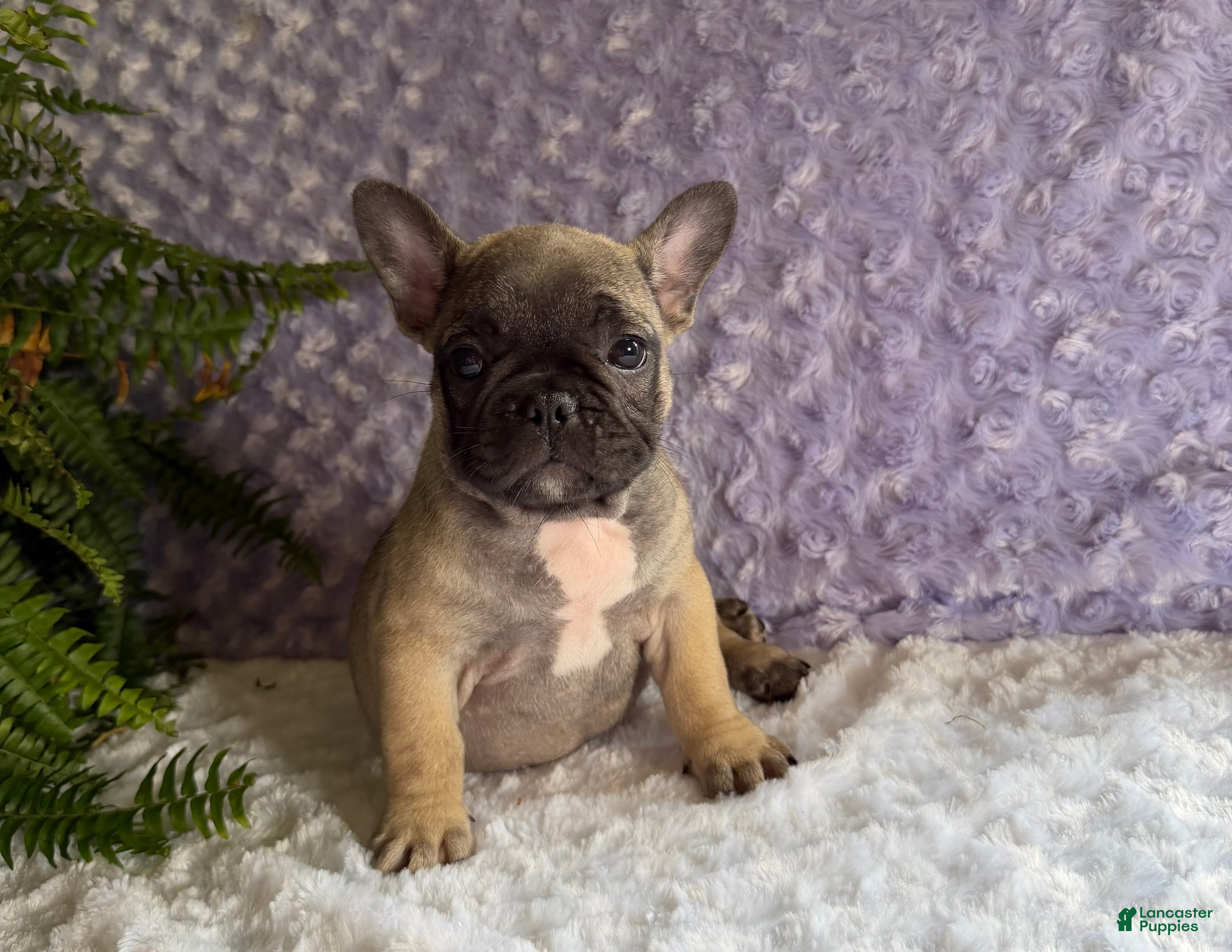 French Bulldog dogs Cookie - Ad 1