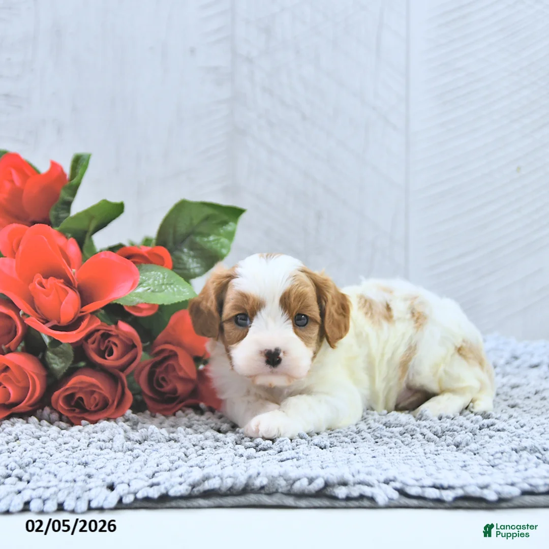 Cavapoo dogs for sale: Marlo - Ad 2