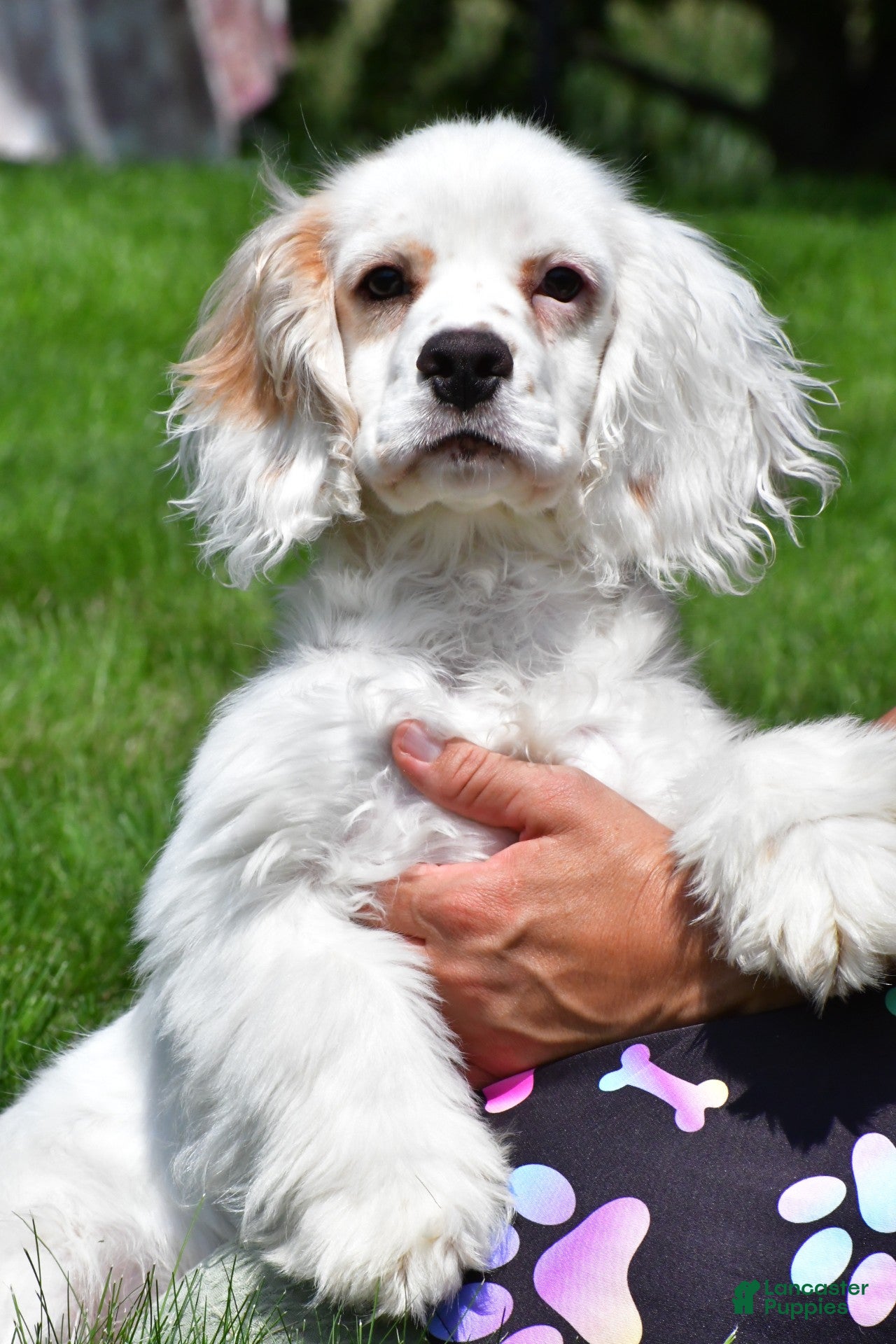 Cockapoo dogs cj - Ad 1