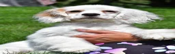 Cockapoo dogs for sale: cj - Ad 1