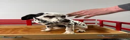 Dalmatian dogs for sale: Talia - Ad 9