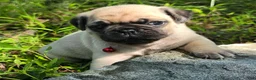 Pug dogs for sale: Moe - Ad 31
