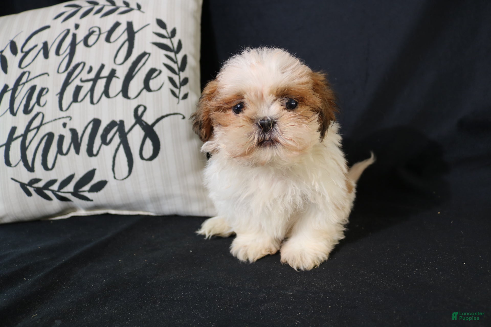 Shih Tzu dogs Buddy - Ad 1