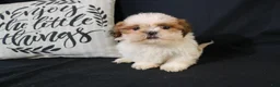 Shih Tzu dogs for sale: Buddy - Ad 1