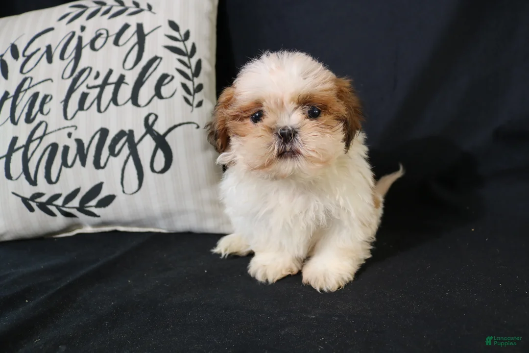 Shih Tzu dogs for sale: Buddy - Ad 1