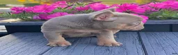 French Bulldog dogs for sale: Tracy - Ad 4