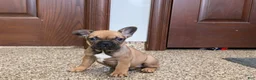 French Bulldog dogs for sale: French Bulldog Puppy 4 - Ad 4