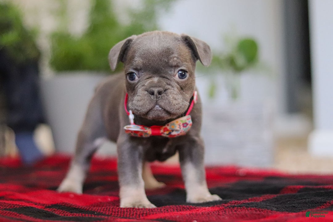 Frenchton dogs for sale: Ellie - Ad 4