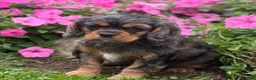 Cavalier King Charles Spaniel dogs for sale: Brody - Ad 12