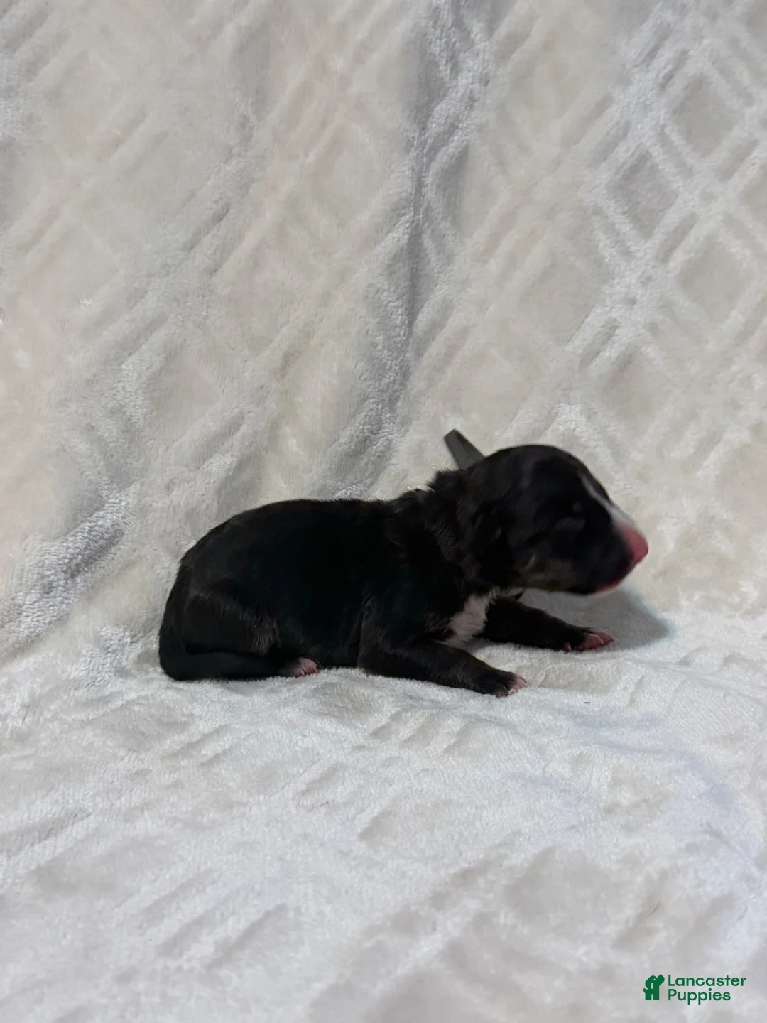 Bull Terrier dogs for sale: Boy 7 - Ad 2