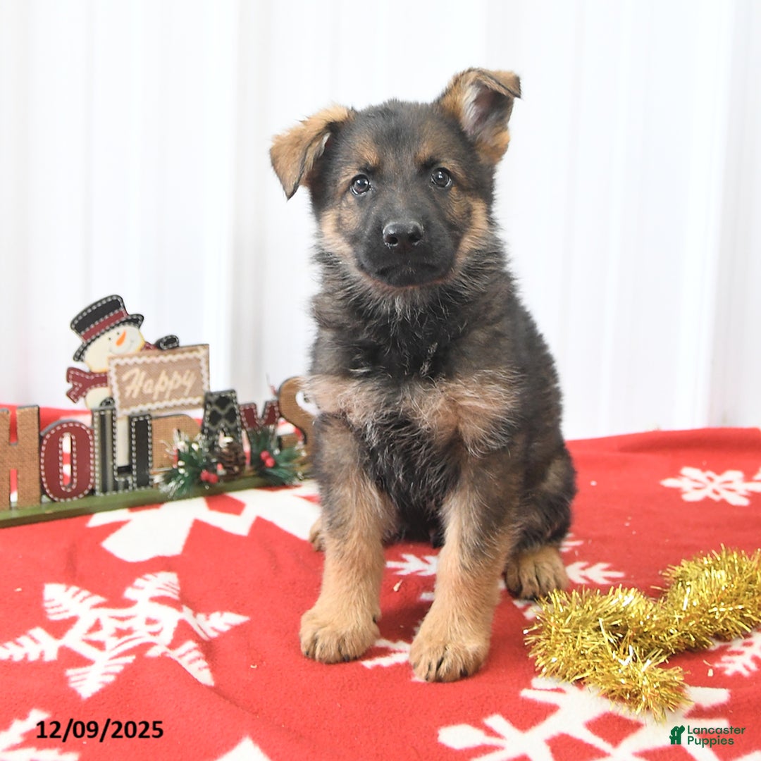 German Shepherd dogs for sale: Lando - Ad 2