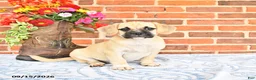 Puggle dogs for sale: Taffy - Ad 5