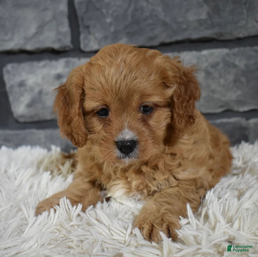 Cavapoo dogs for sale: Sammy - Ad 2