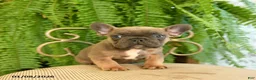 French Bulldog dogs for sale: Trax - Ad 12