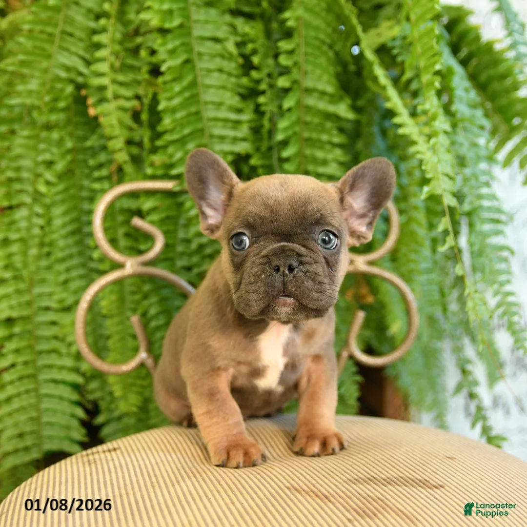 French Bulldog dogs for sale: Trax - Ad 12