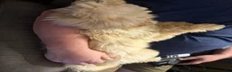 Goldendoodle dogs for sale: Honey - Ad 7