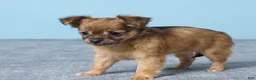 Chihuahua dogs for sale: Shelly - Ad 5