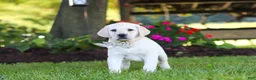 Labrador Retriever dogs for sale: Kurt - Ad 17