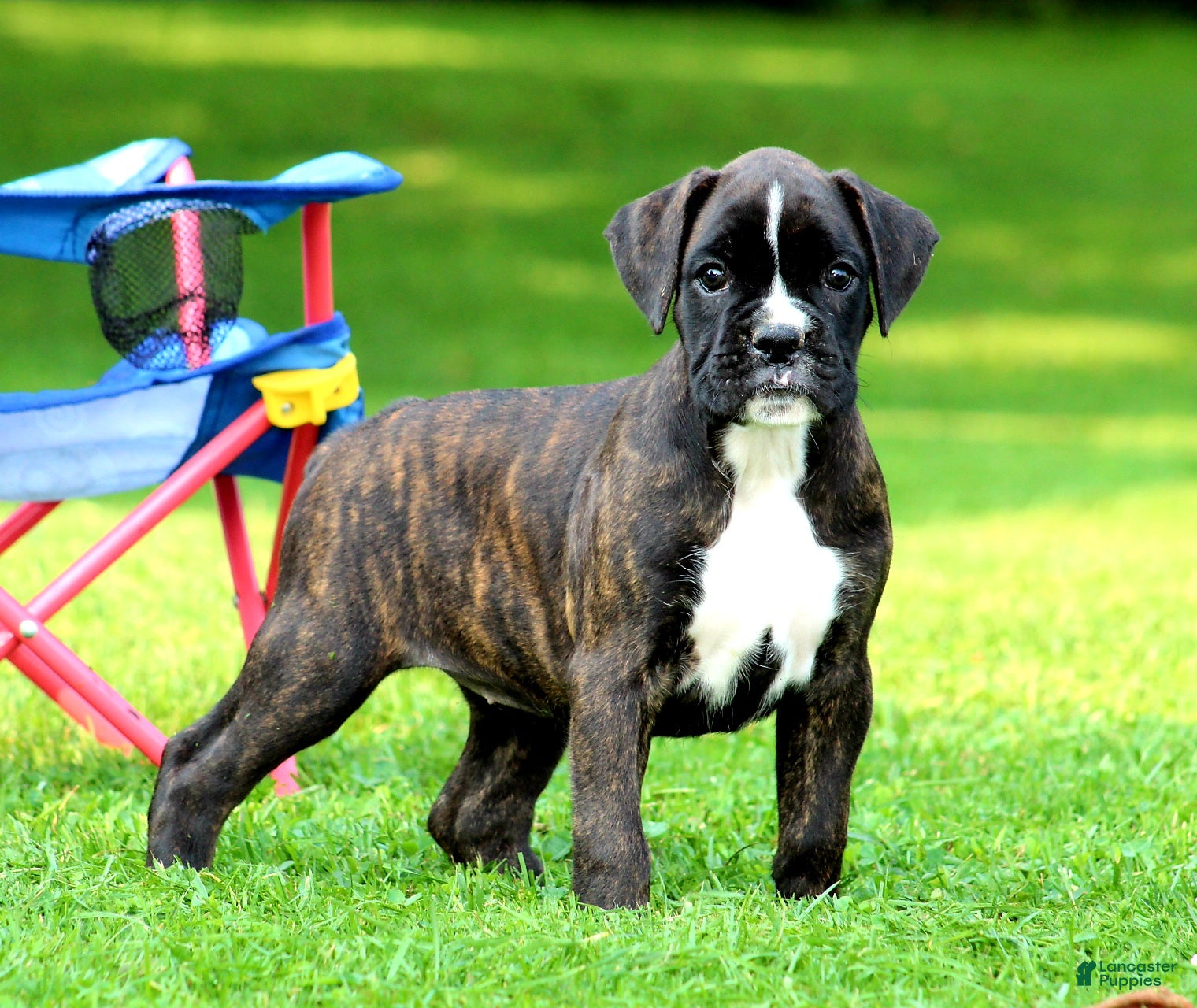 Boxer dogs Honey  - Ad 1