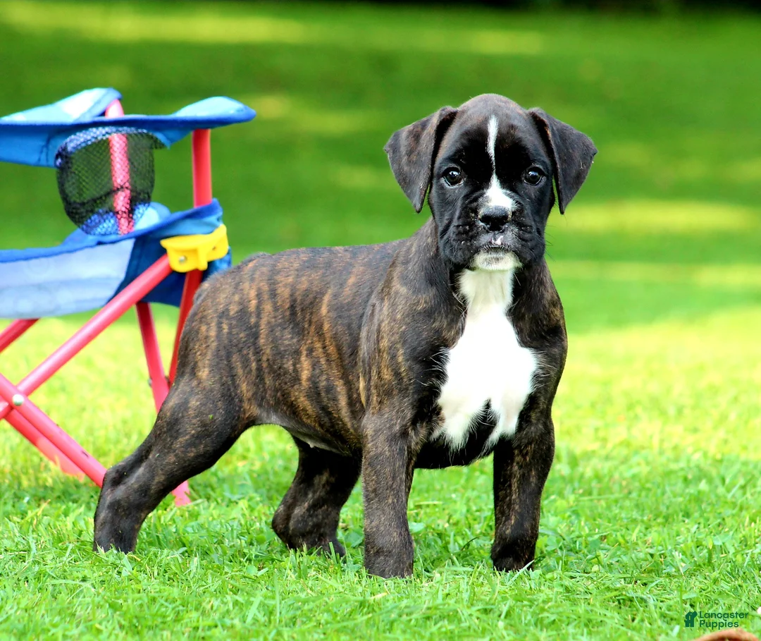 Boxer dogs for sale: Honey  - Ad 1
