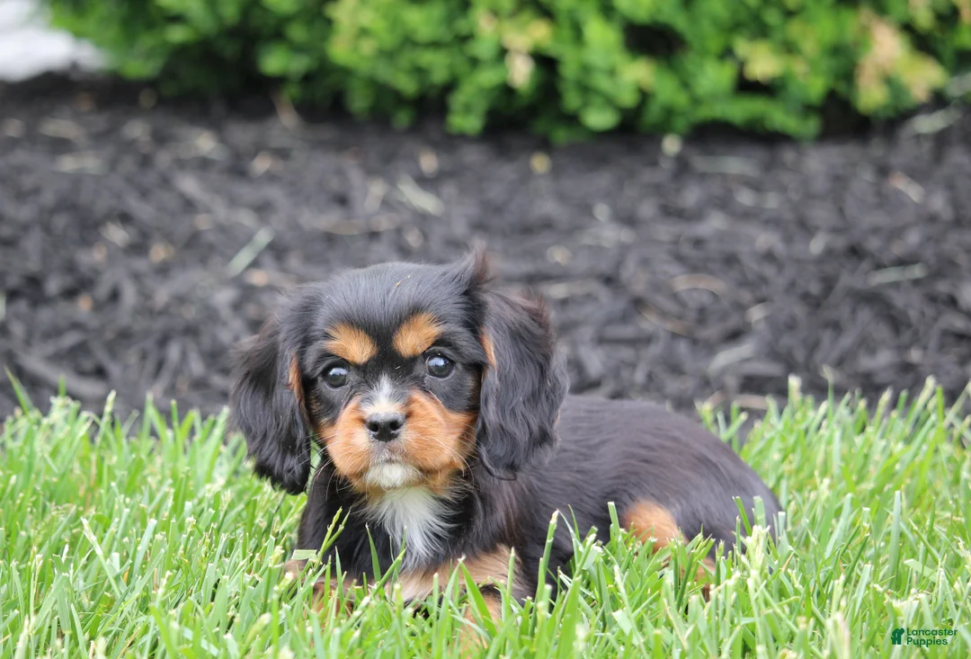 Cavalier King Charles Spaniel dogs for sale: Casey - Ad 1