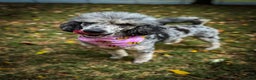 Sheepadoodle dogs for sale: Coconut Crème  - Ad 11