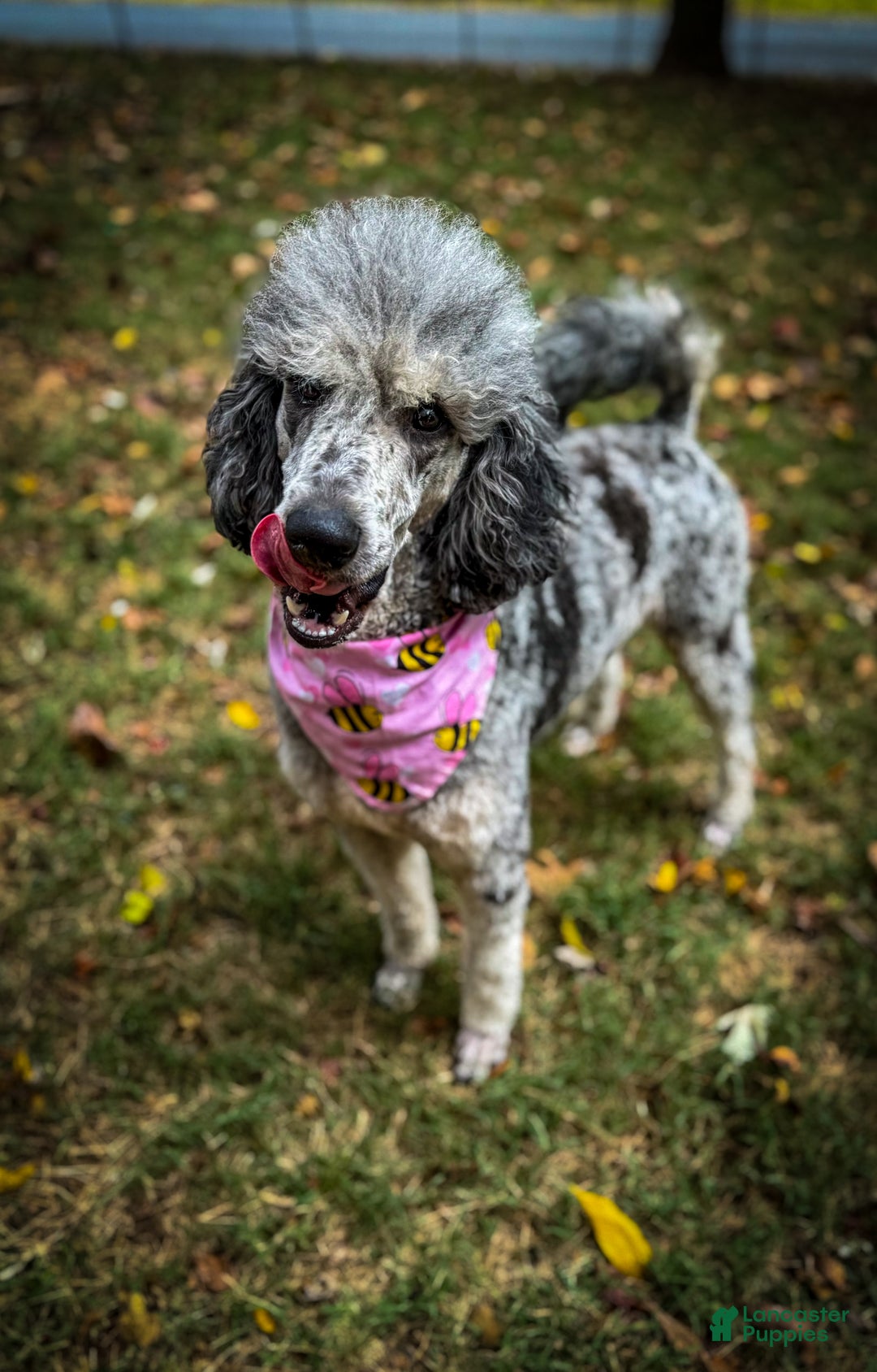 Sheepadoodle dogs for sale: Coconut Crème  - Ad 11