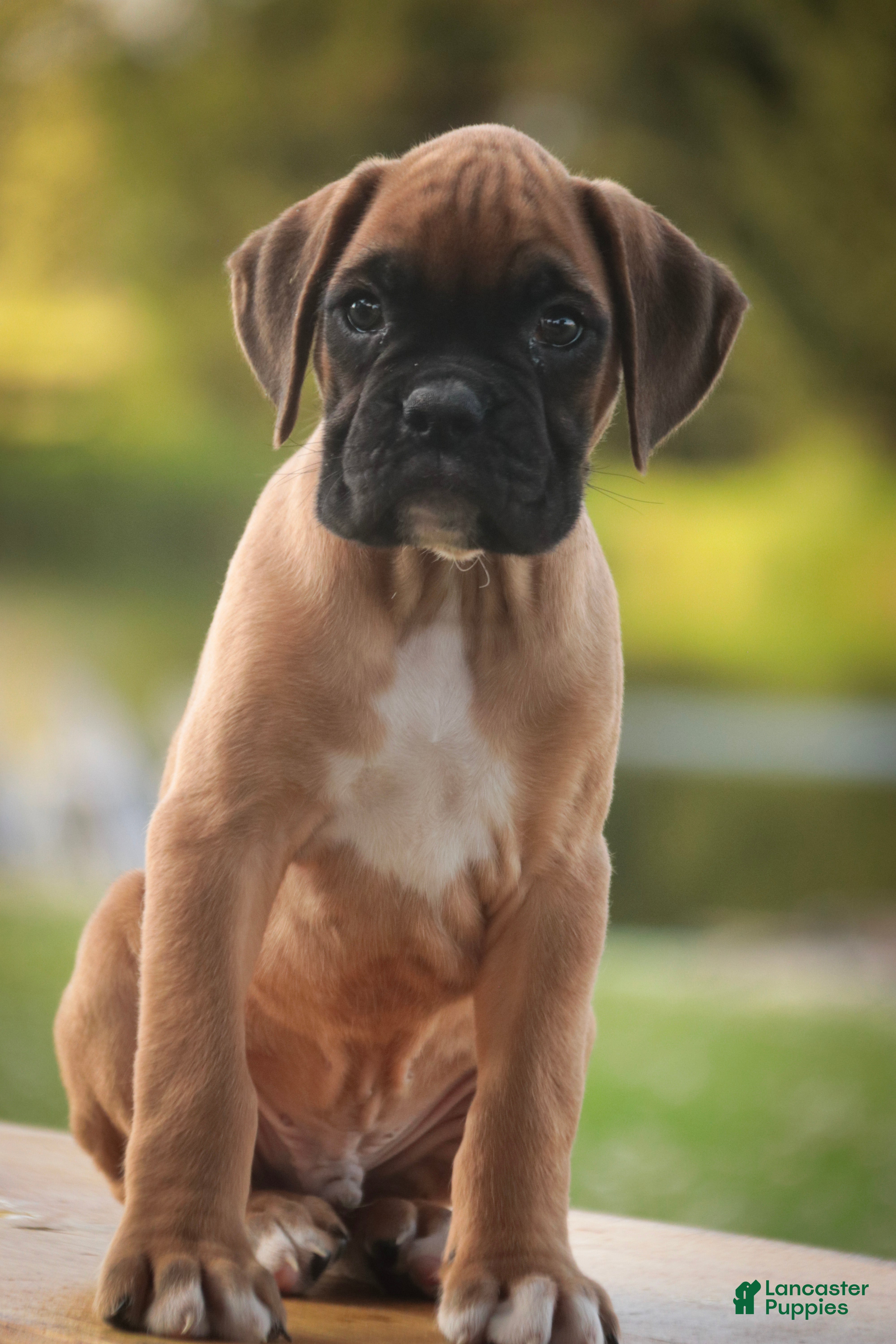 Boxer dogs Boxer 1 - Ad 2