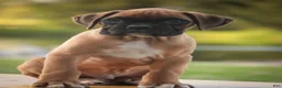 Boxer dogs for sale: Boxer 1 - Ad 2
