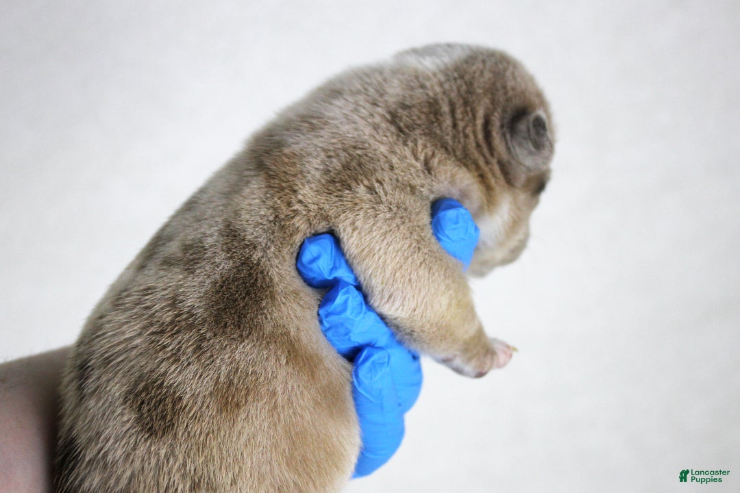 American Bully dogs for sale: Fawn Merle Female - Ad 3