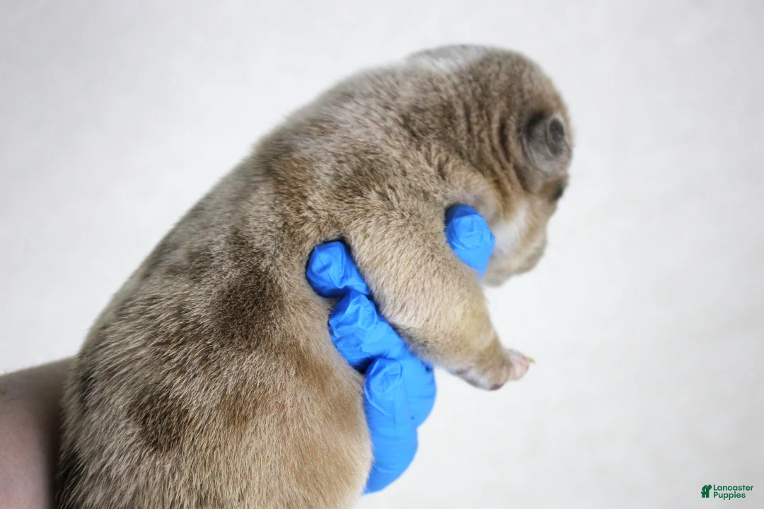 American Bully dogs for sale: Fawn Female (1 white foot) - Ad 12