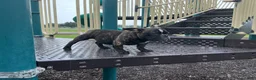 American Bully dogs for sale: Koda - Ad 6