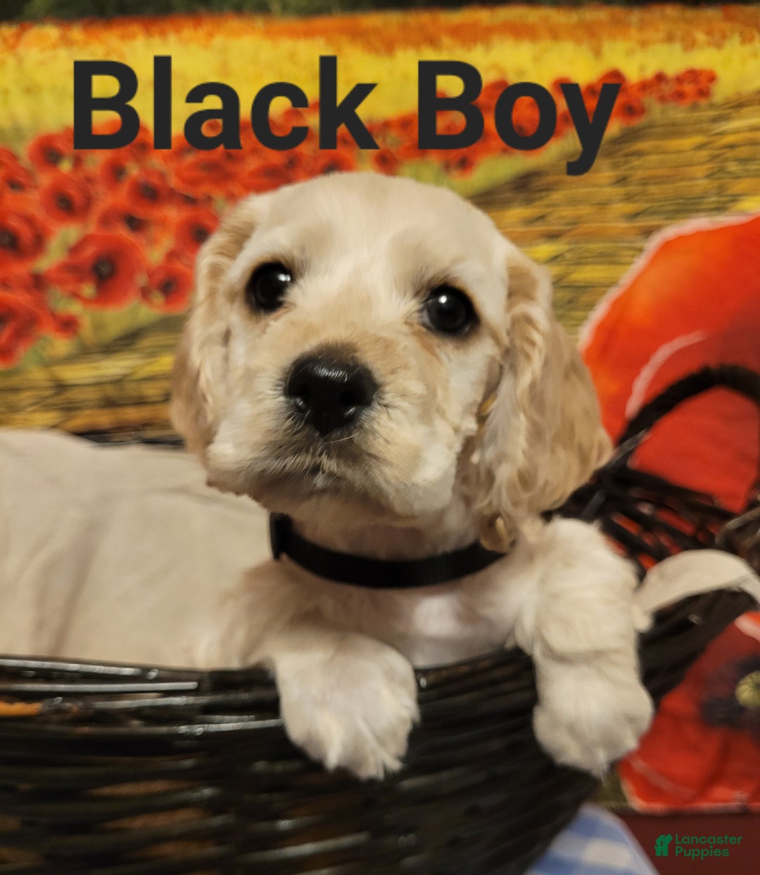 Cockapoo dogs for sale: Black Boy  - Ad 2
