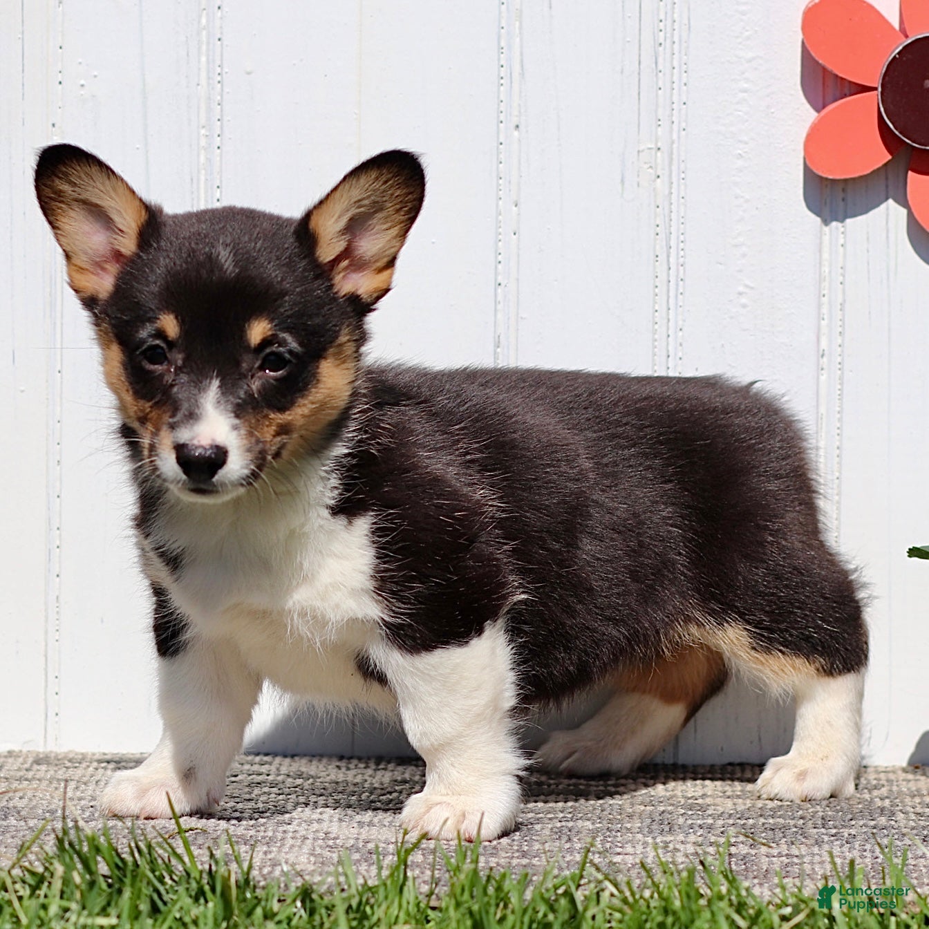 American Corgi dogs Jenna - Ad 1