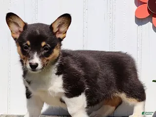 American Corgi dogs for sale: Jenna - Ad 4