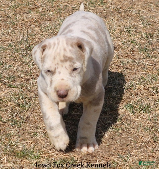 Great Dane dogs Hercules - Ad 2