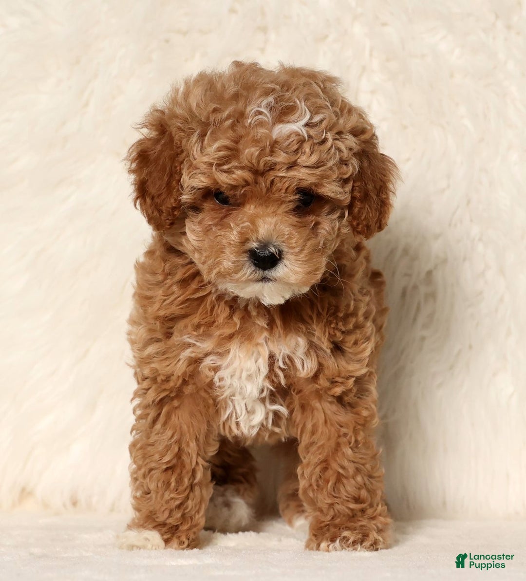Cockapoo dogs for sale: Nancy - Ad 3