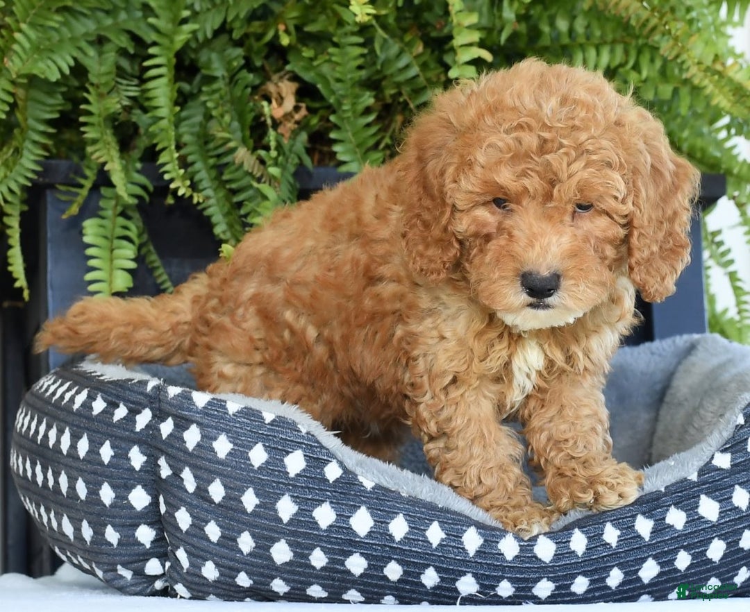 Mixed Breed dogs for sale: Wilbur - Ad 8