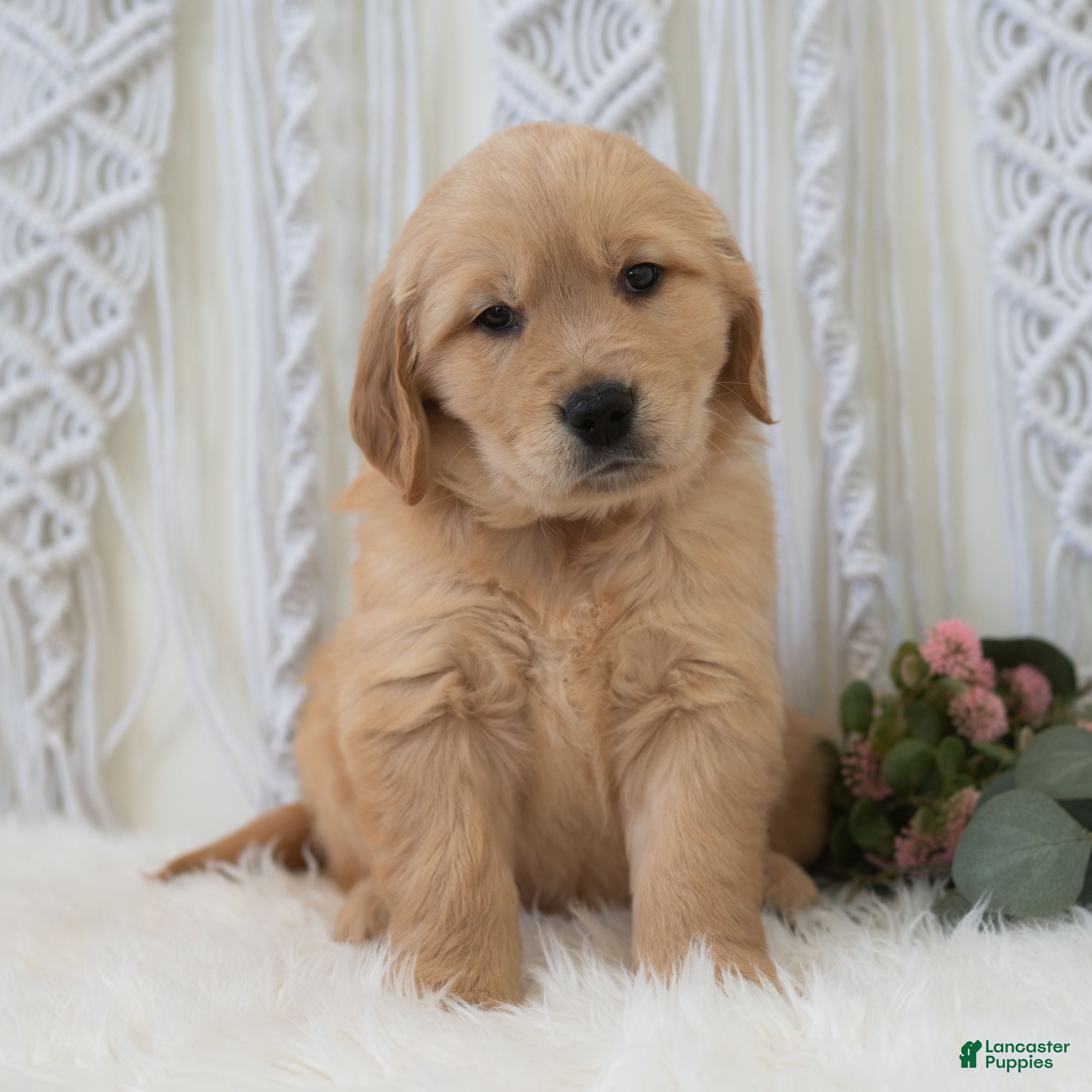 Golden Retriever dogs Sebastian  - Ad 1