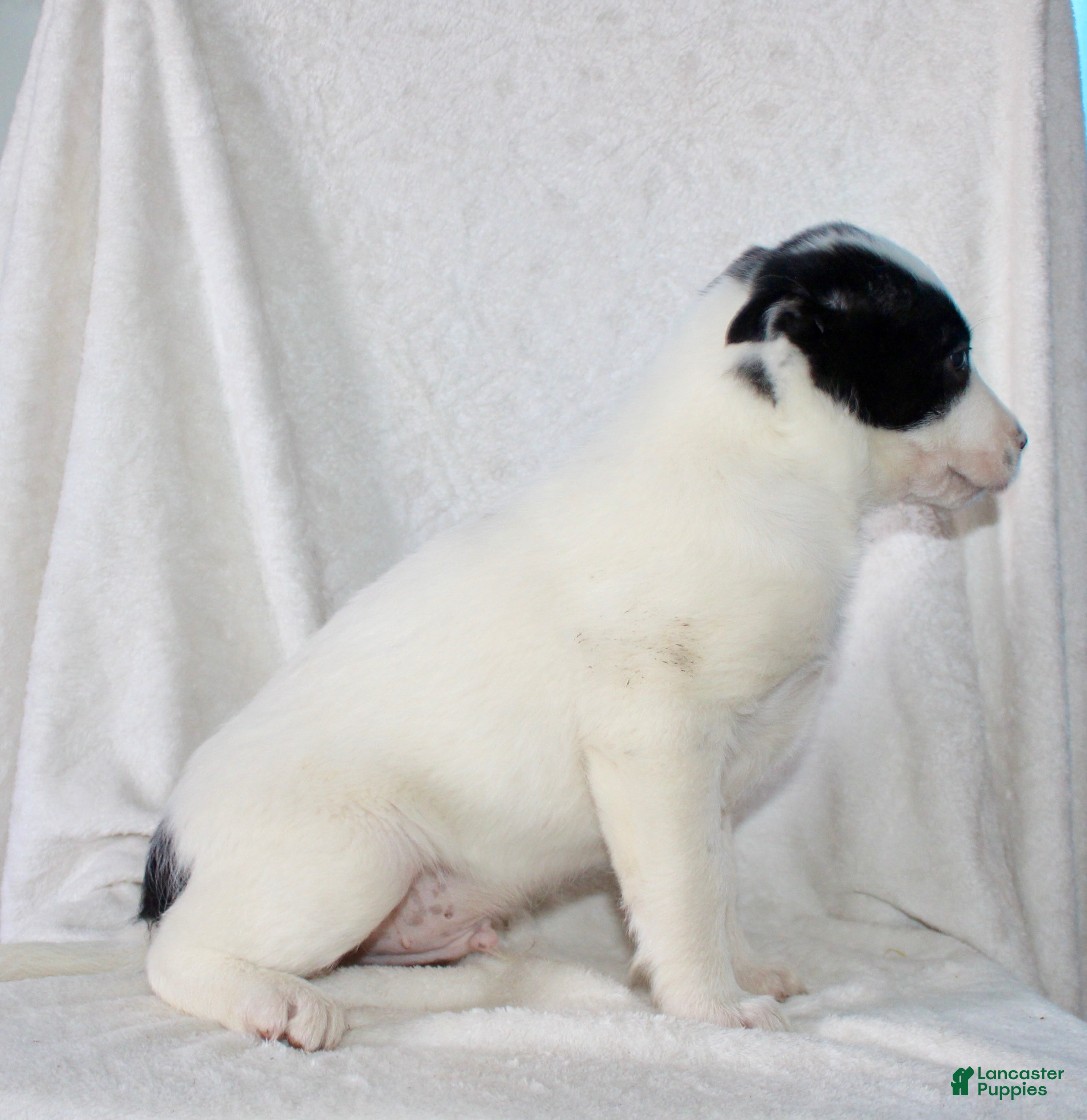 Mixed Breed dogs Oscar  - Ad 2