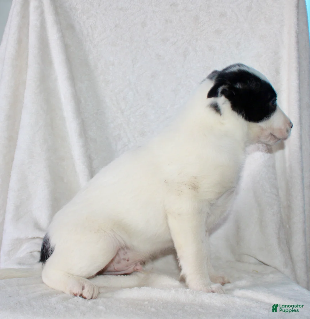 Mixed Breed dogs for sale: Oscar  - Ad 2