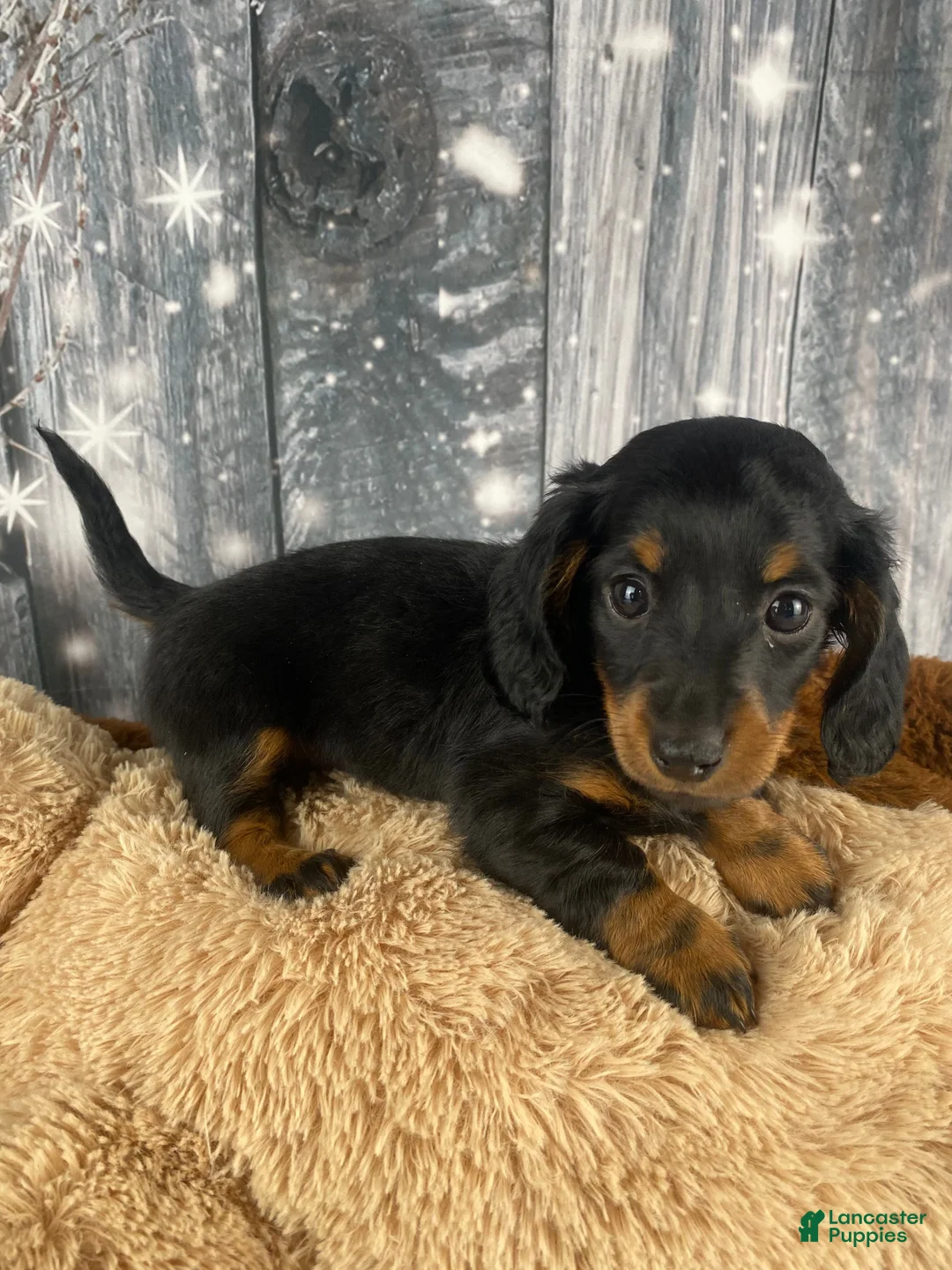 Miniature Dachshund dogs for sale: Willow - Ad 7