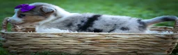 Mixed Breed dogs for sale: Gloria🩷  - Ad 12